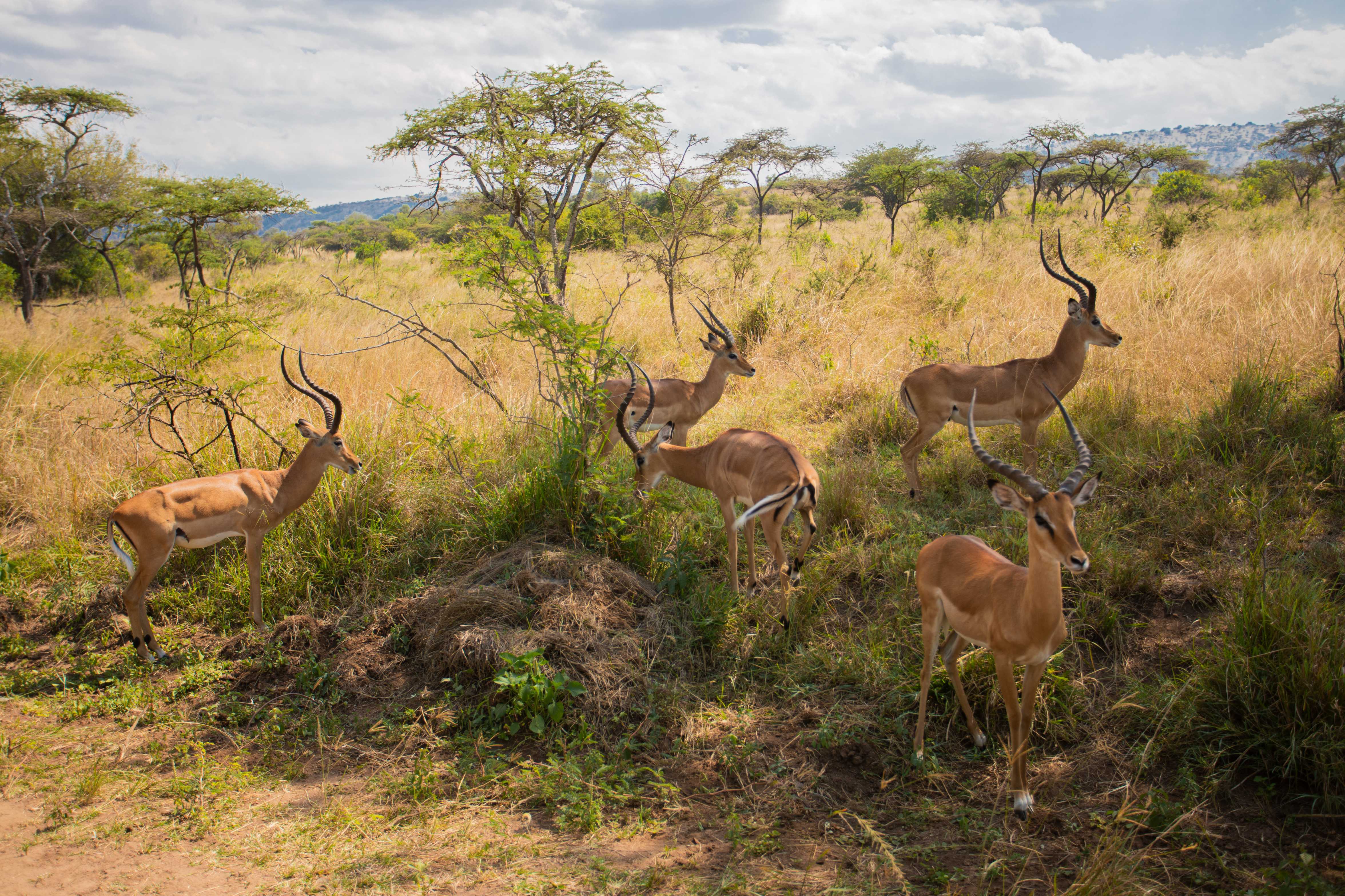 Rwanda landscape